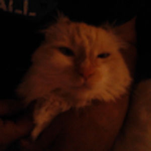 Meet your Posher, Rene